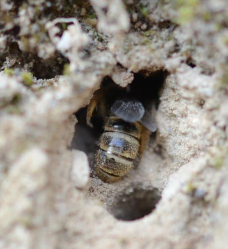 Lasioglossum sp.